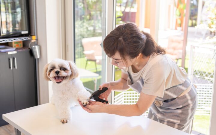 出張トリミング — 高齢犬・シニア猫もお任せ
